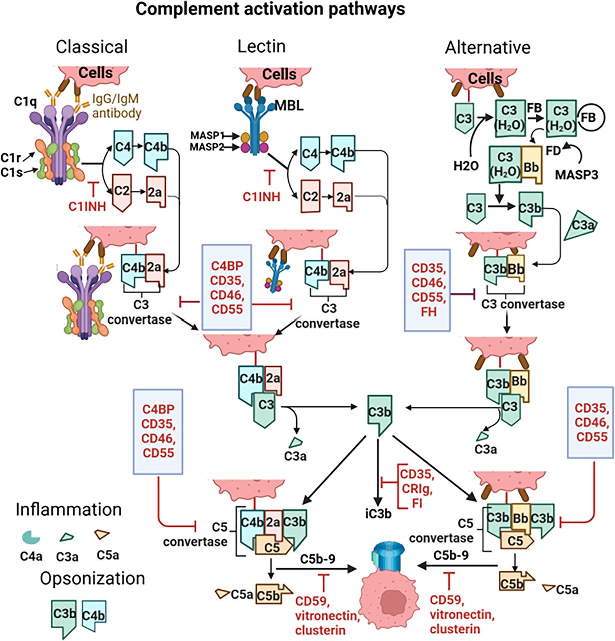 Complement system in cancer: friend or foe of immunotherapy | Journal ...
