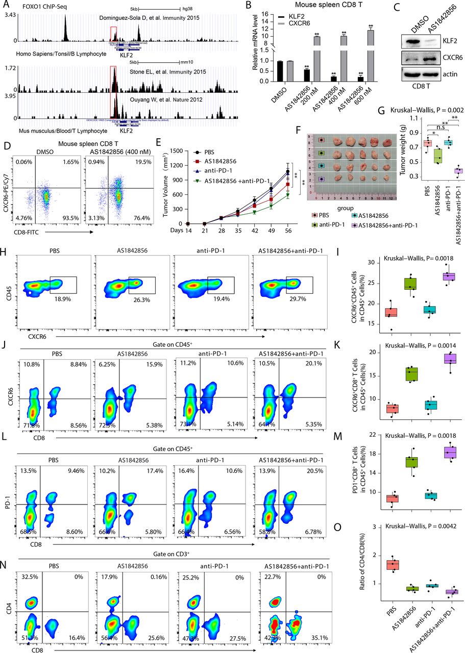Dual regulation of CXCR6+CD8+ T cells modulates cytotoxic and