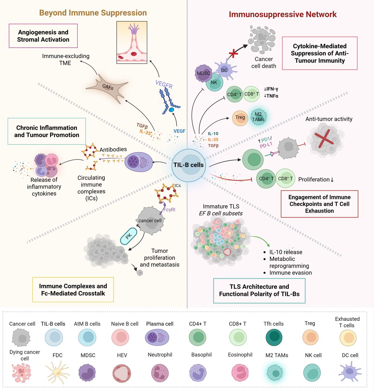 Spatial and phenotypic plasticity of B cells in remodeling the