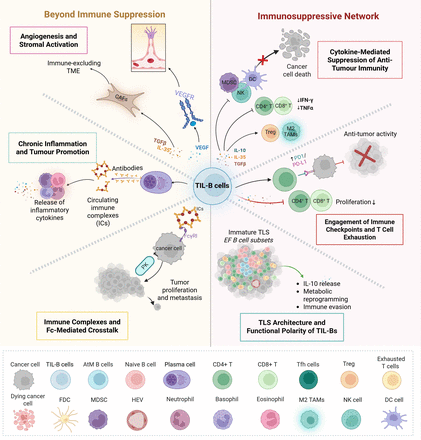 Spatial and phenotypic plasticity of B cells in remodeling the