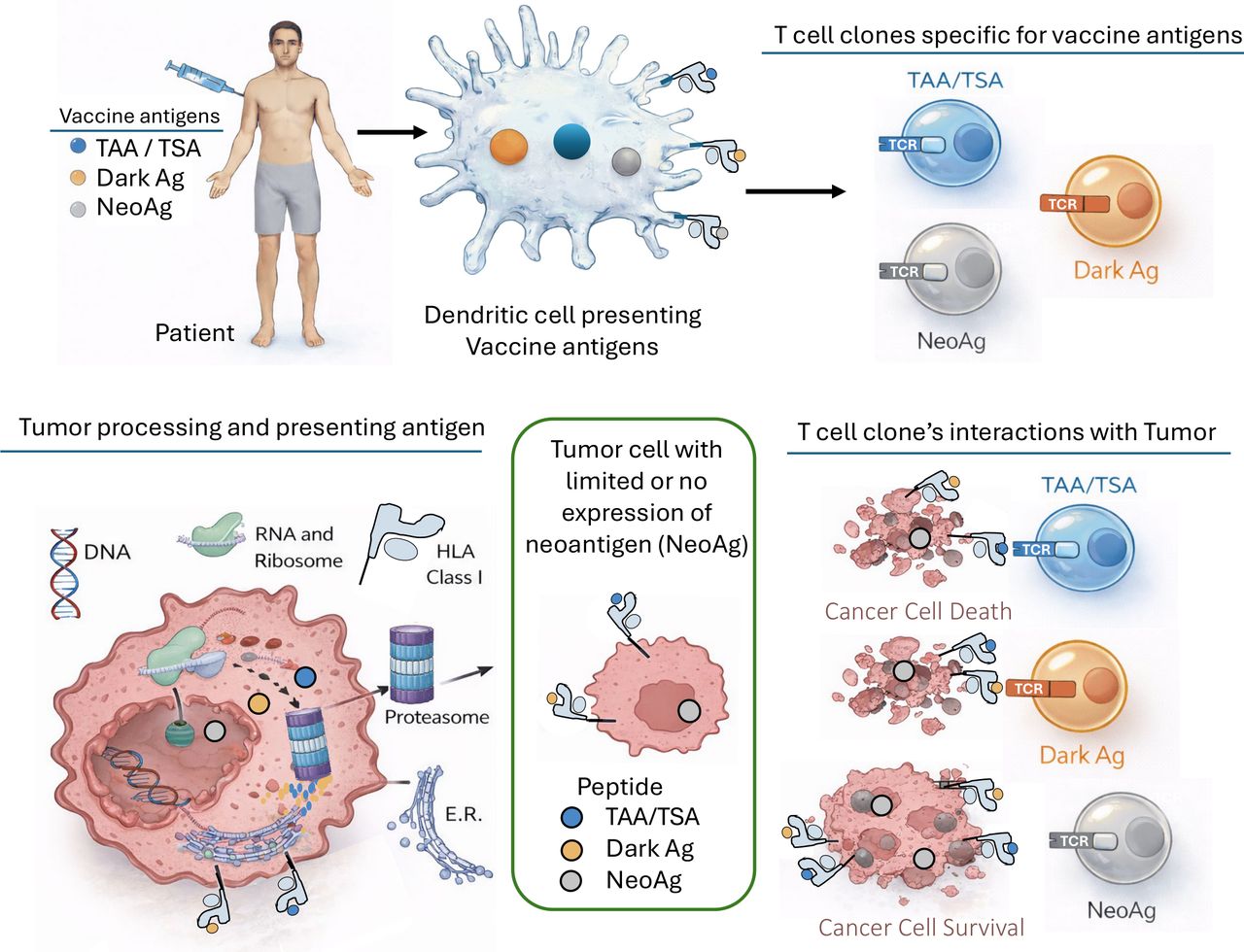 Dendritic Cell Vaccine