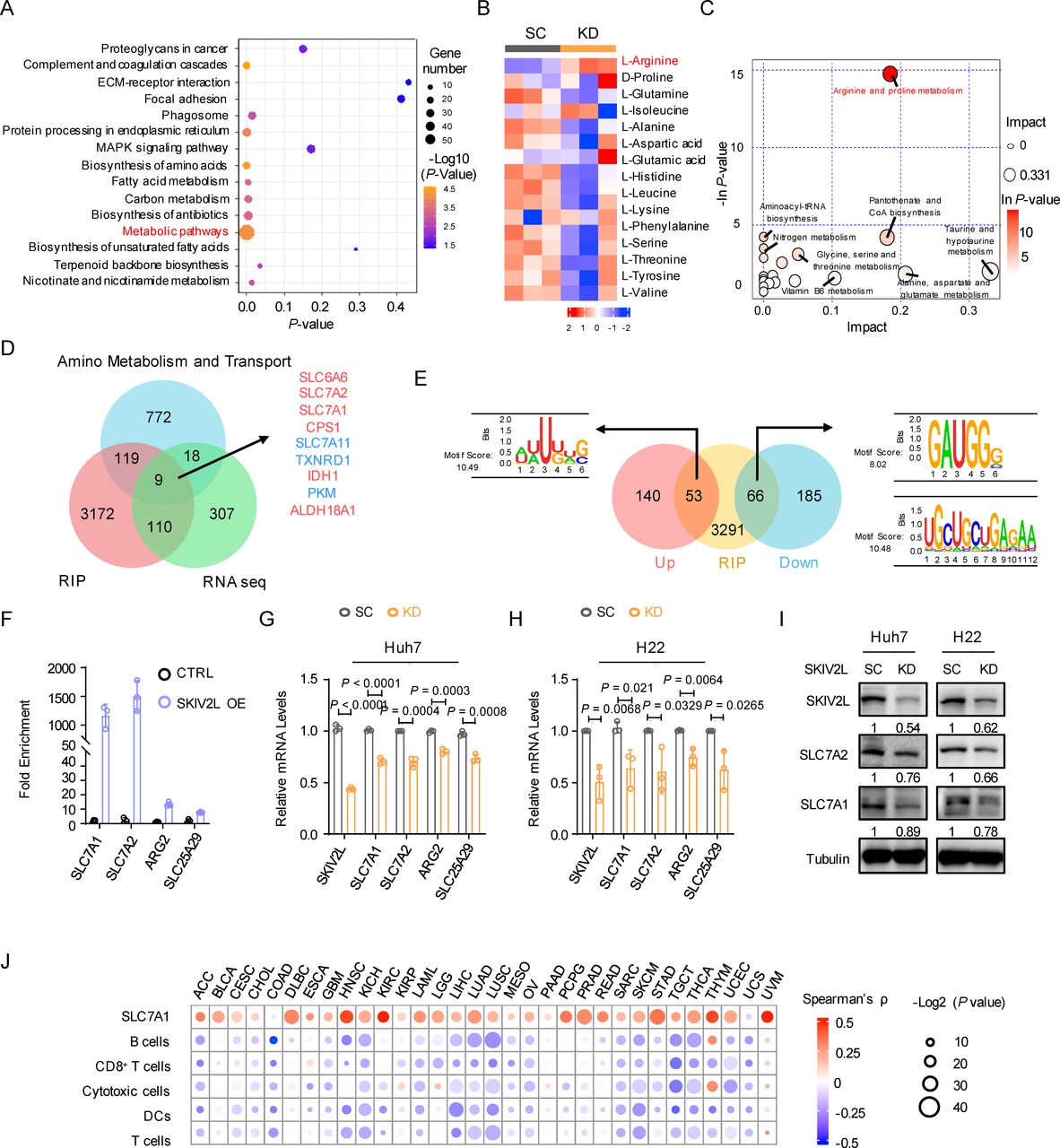 RNA helicase SKIV2L impedes tumor immunity by reprogramming
