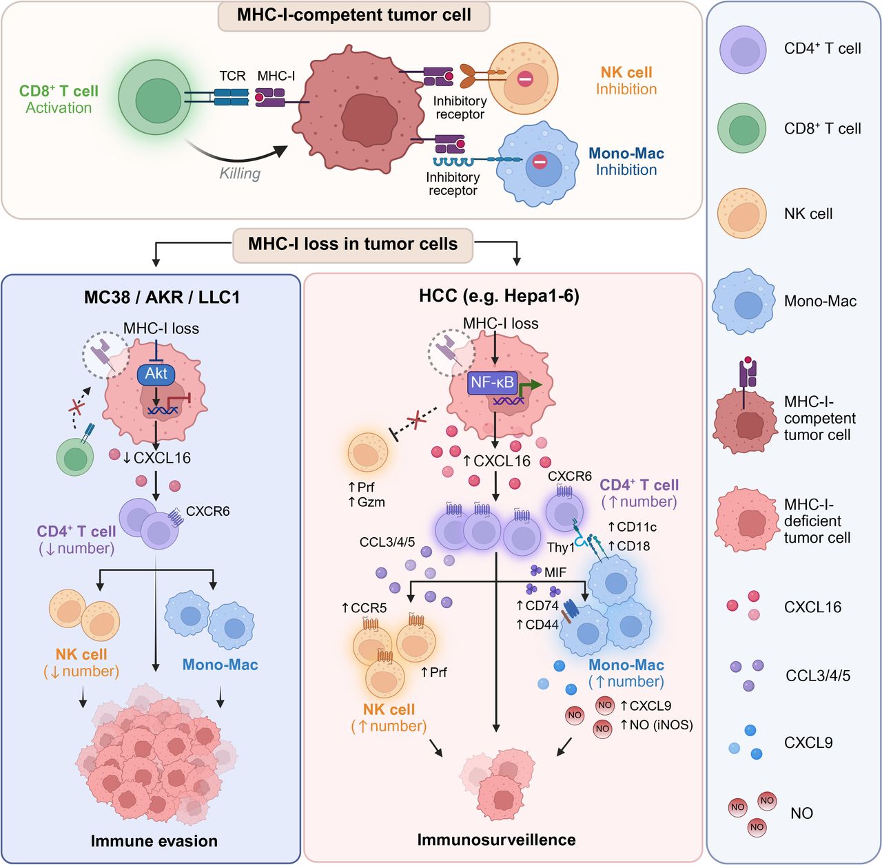 CXCL16-driven CD4+ T cells orchestrate immunosurveillance against