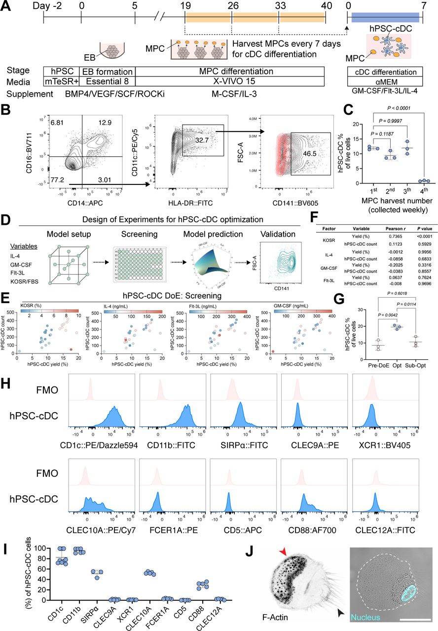 Feeder-free generation of functional dendritic cells from human ...