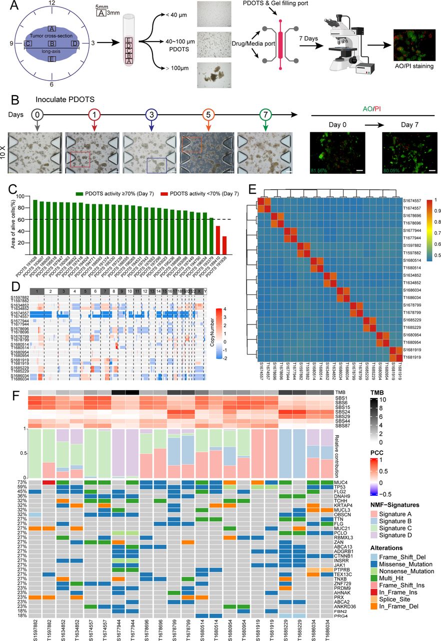 Patient-derived organotypic tumor spheroids as a functional