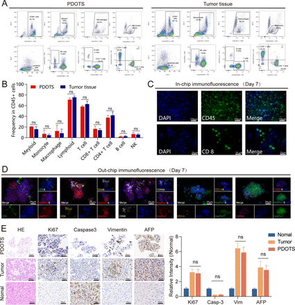 Patient-derived organotypic tumor spheroids as a functional