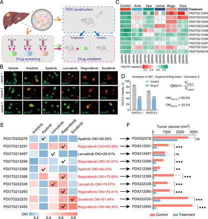 Patient-derived organotypic tumor spheroids as a functional