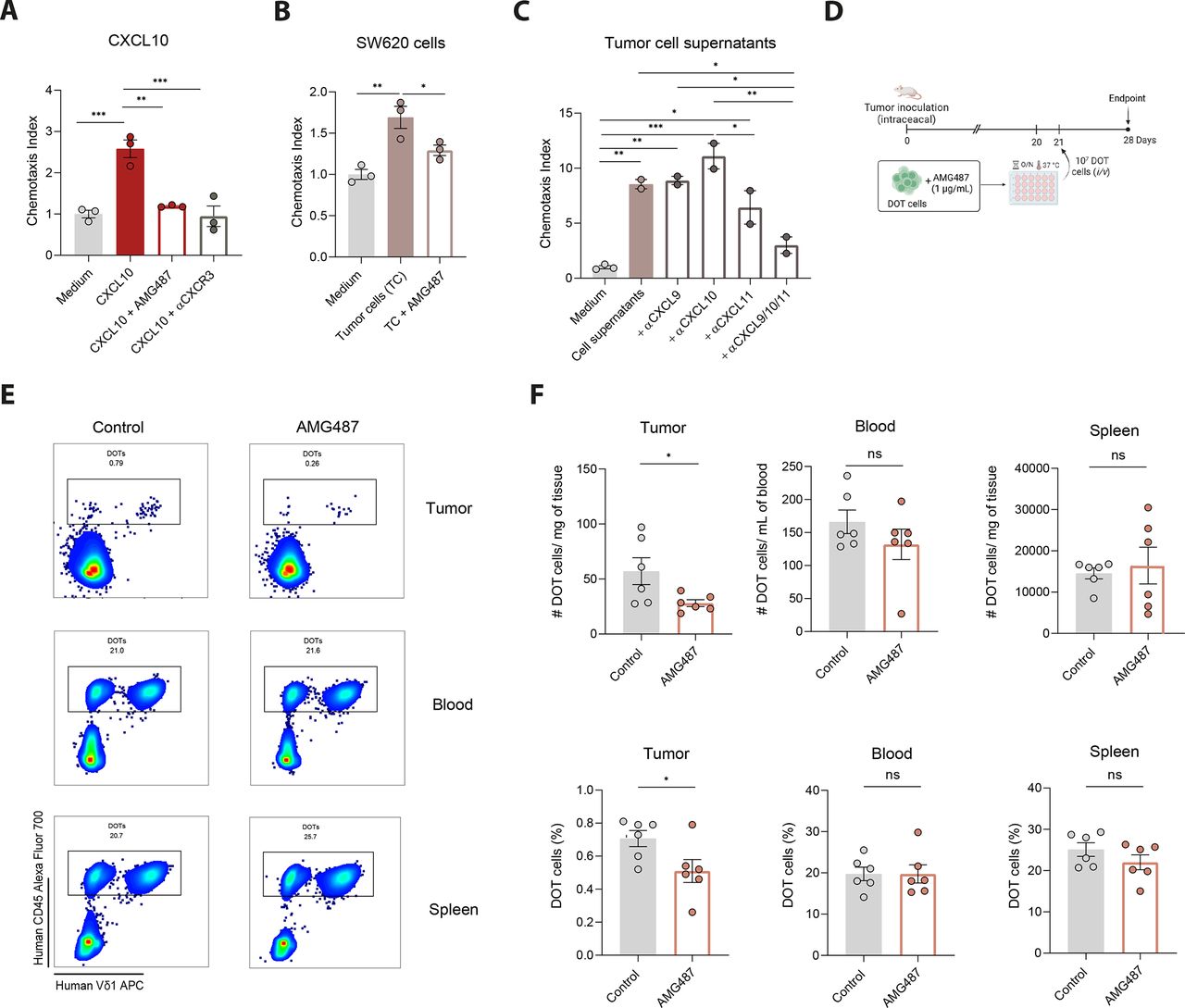 CXCR3 signaling promotes Delta One T cell recruitment and