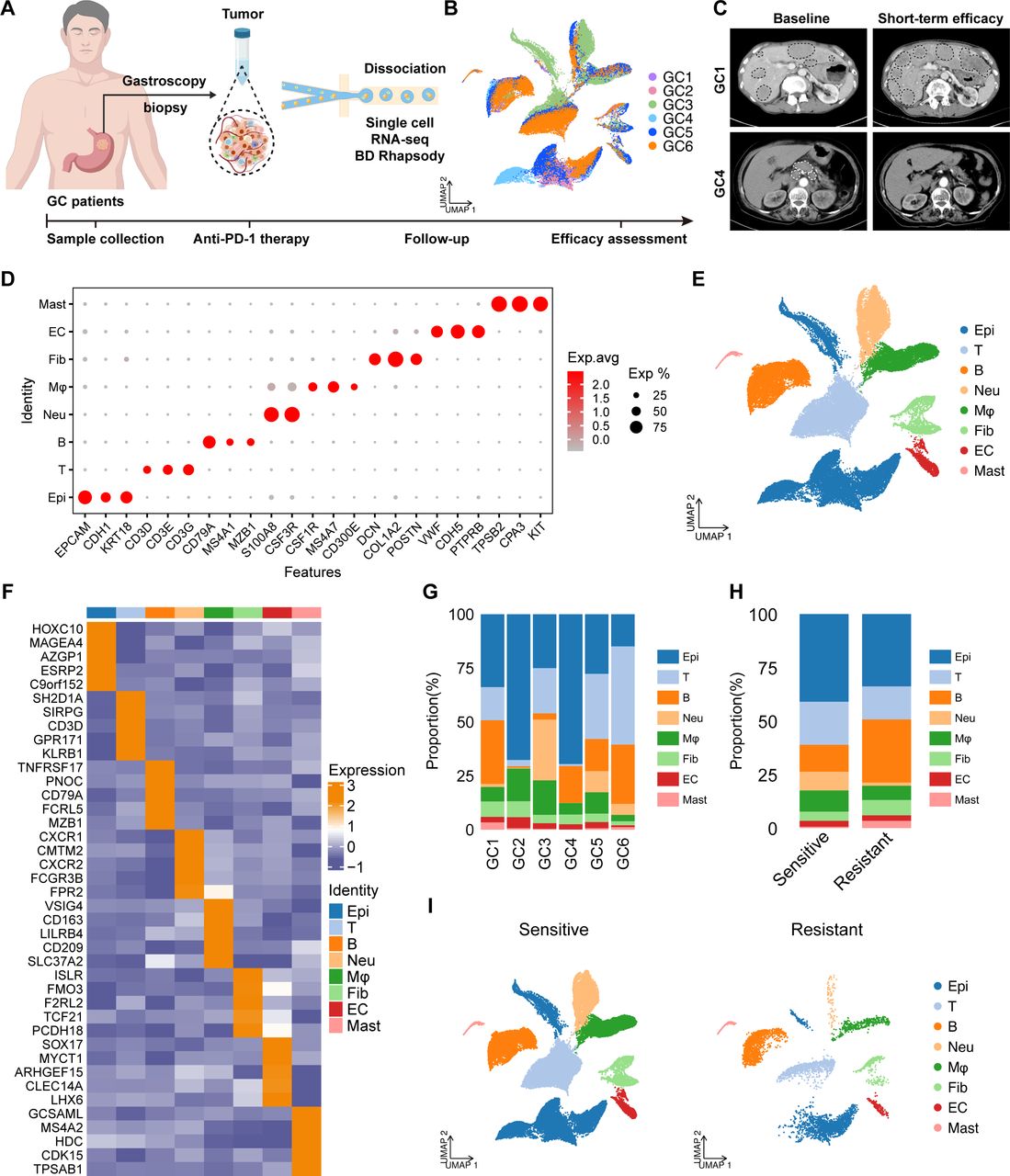 TGF-β1 drives neutrophil extracellular traps formation to promote