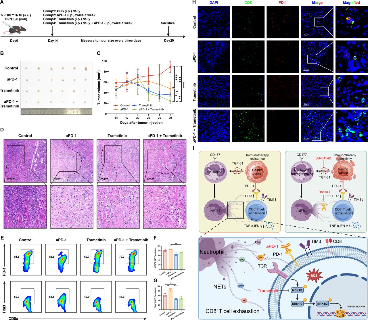 TGF-β1 drives neutrophil extracellular traps formation to promote