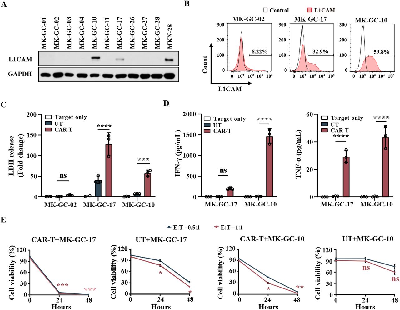 CD28-ICOS costimulation enhances the therapeutic efficacy of L1CAM